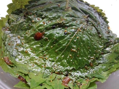 荏胡麻の葉のはちみつ醤油漬け